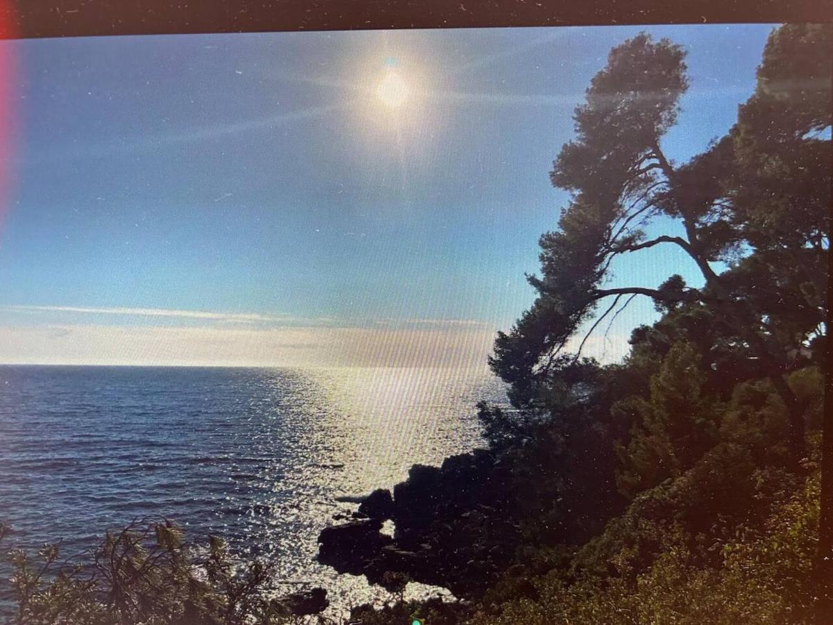 Pin Rollan * Saint-Mandrier-sur-Mer